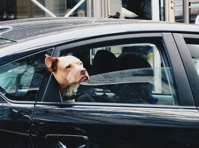 Transport chien voiture : nos accessoires de sécurité au Meilleur Prix !